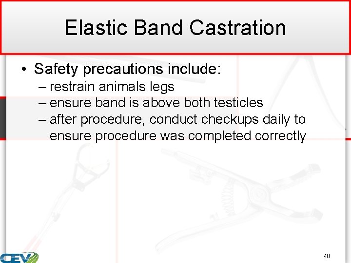 Elastic Band Castration • Safety precautions include: – restrain animals legs – ensure band