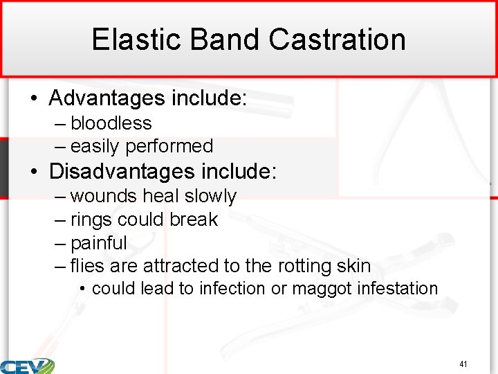 Elastic Band Castration • Advantages include: – bloodless – easily performed • Disadvantages include: