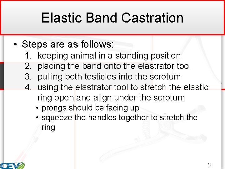 Elastic Band Castration • Steps are as follows: 1. 2. 3. 4. keeping animal