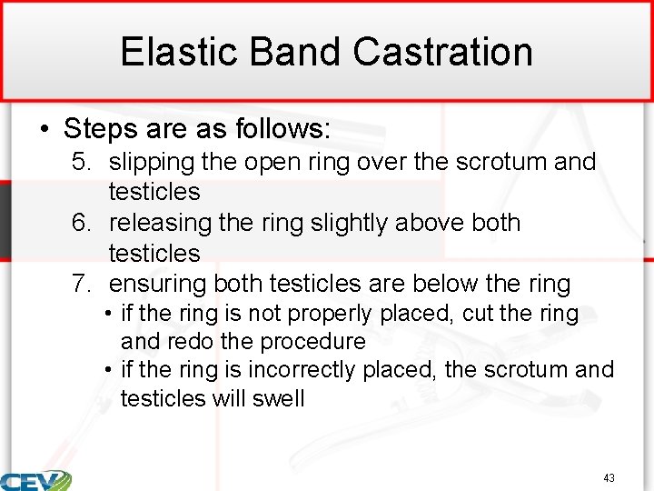 Elastic Band Castration • Steps are as follows: 5. slipping the open ring over