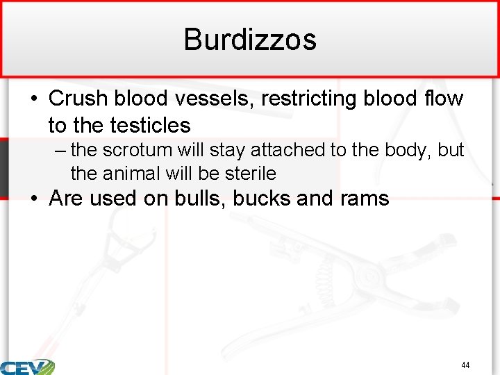 Burdizzos • Crush blood vessels, restricting blood flow to the testicles – the scrotum