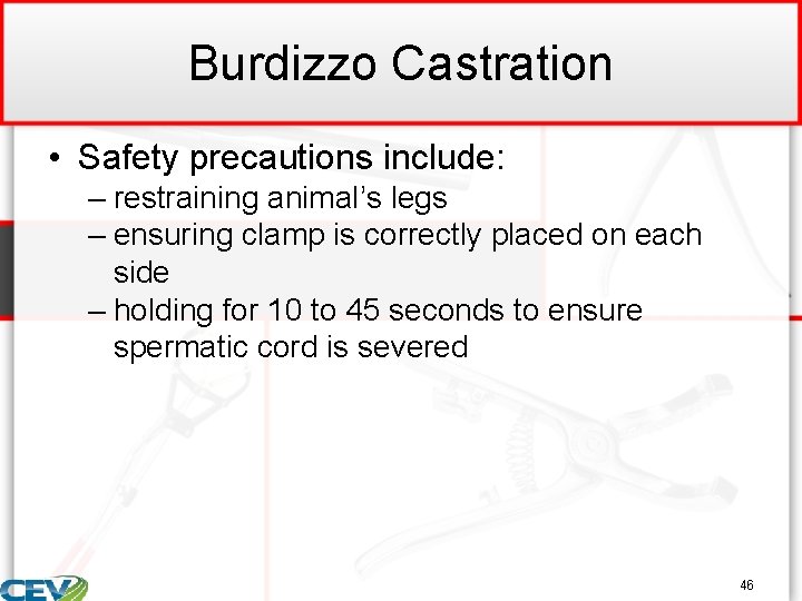 Burdizzo Castration • Safety precautions include: – restraining animal’s legs – ensuring clamp is