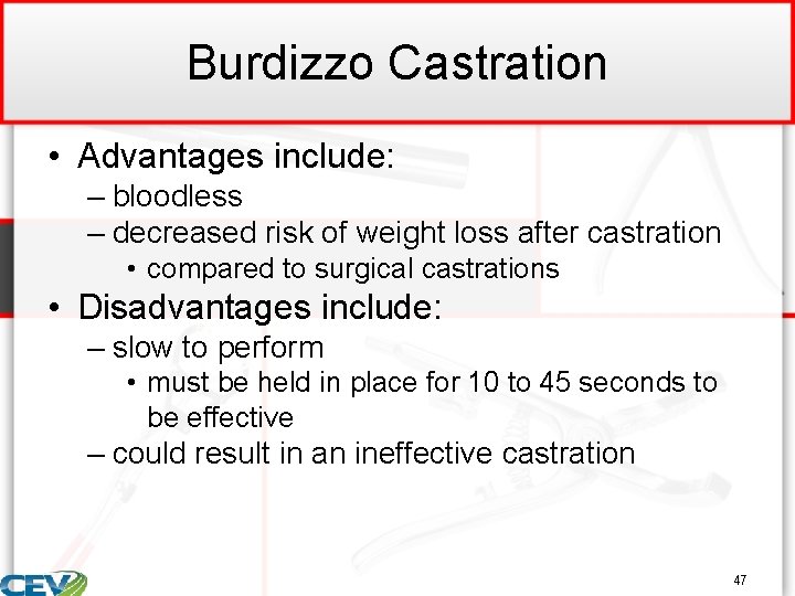 Burdizzo Castration • Advantages include: – bloodless – decreased risk of weight loss after