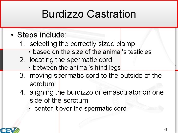 Burdizzo Castration • Steps include: 1. selecting the correctly sized clamp • based on