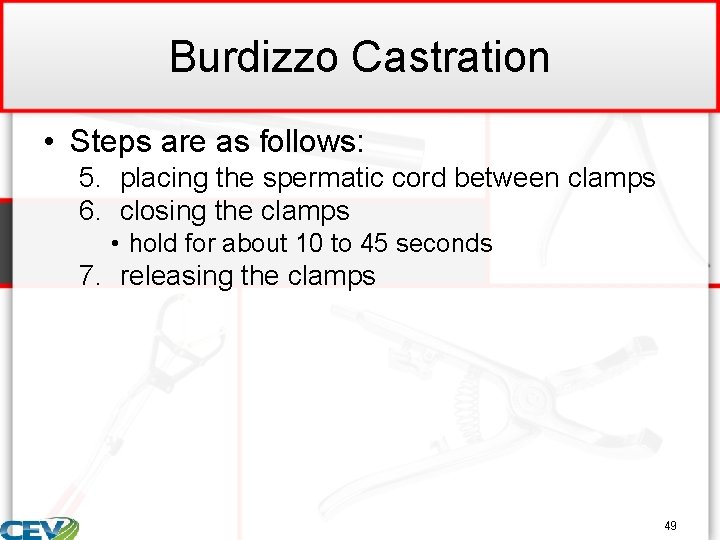 Burdizzo Castration • Steps are as follows: 5. placing the spermatic cord between clamps