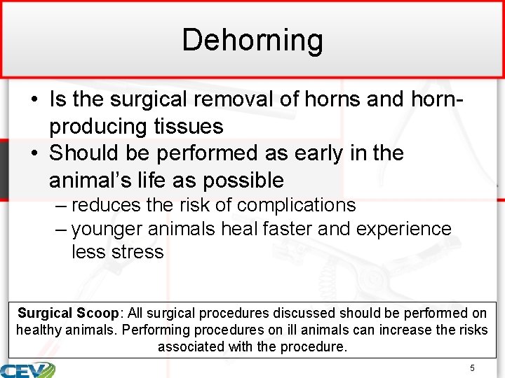 Dehorning • Is the surgical removal of horns and hornproducing tissues • Should be