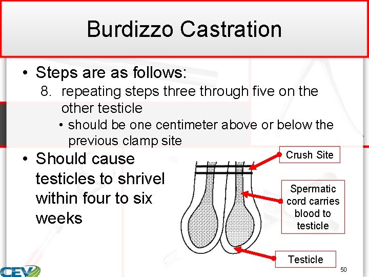 Burdizzo Castration • Steps are as follows: 8. repeating steps three through five on