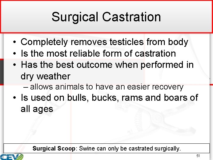 Surgical Castration • Completely removes testicles from body • Is the most reliable form
