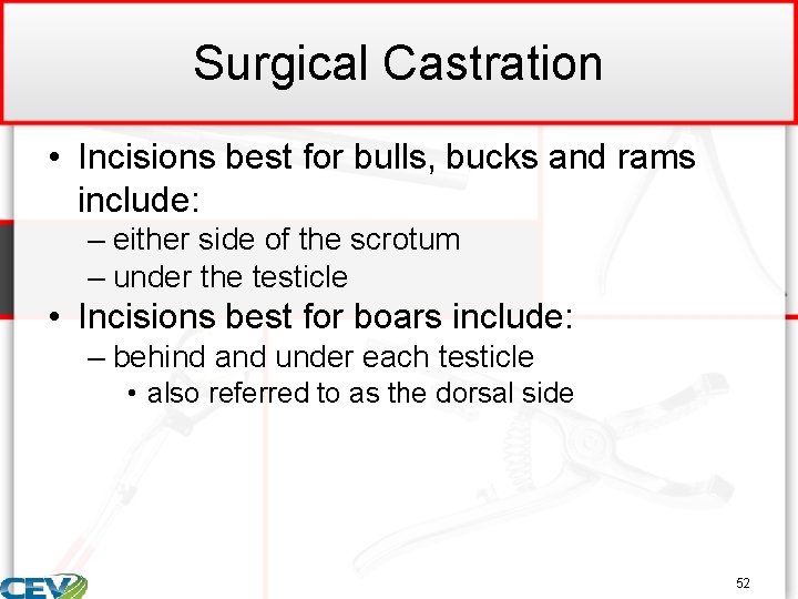 Surgical Castration • Incisions best for bulls, bucks and rams include: – either side