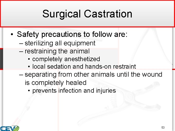 Surgical Castration • Safety precautions to follow are: – sterilizing all equipment – restraining