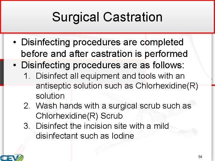 Surgical Castration • Disinfecting procedures are completed before and after castration is performed •