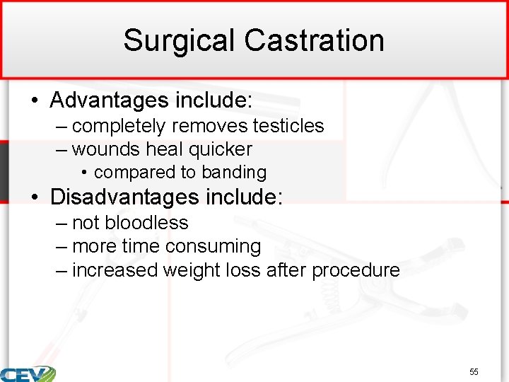 Surgical Castration • Advantages include: – completely removes testicles – wounds heal quicker •