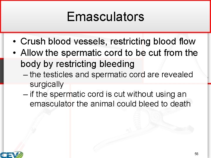 Emasculators • Crush blood vessels, restricting blood flow • Allow the spermatic cord to