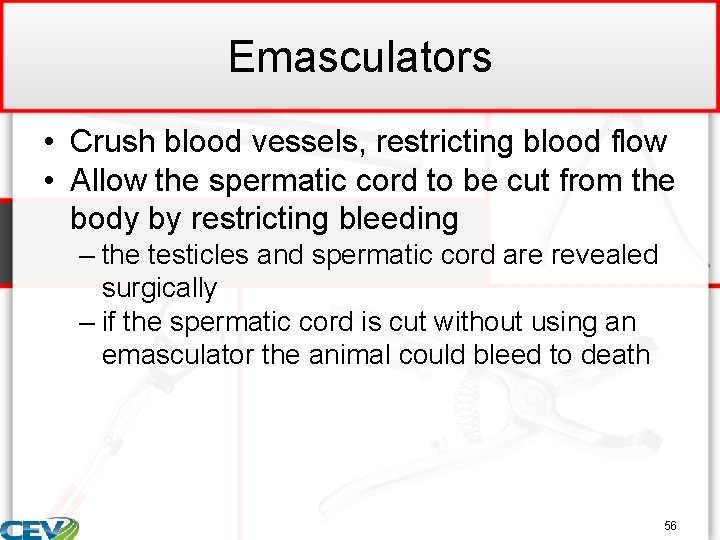 Emasculators • Crush blood vessels, restricting blood flow • Allow the spermatic cord to