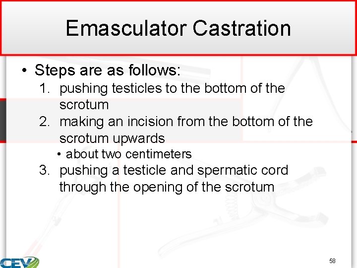 Emasculator Castration • Steps are as follows: 1. pushing testicles to the bottom of