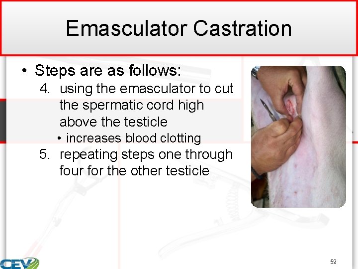 Emasculator Castration • Steps are as follows: 4. using the emasculator to cut the