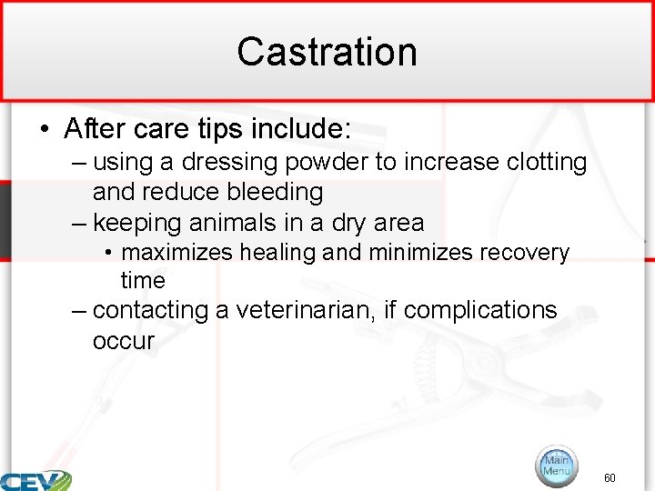 Castration • After care tips include: – using a dressing powder to increase clotting