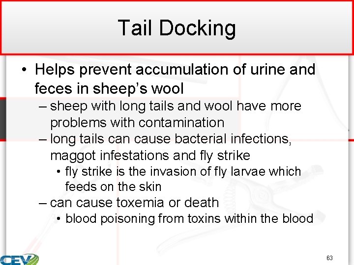 Tail Docking • Helps prevent accumulation of urine and feces in sheep’s wool –