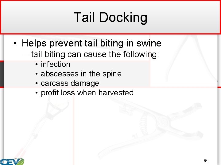 Tail Docking • Helps prevent tail biting in swine – tail biting can cause
