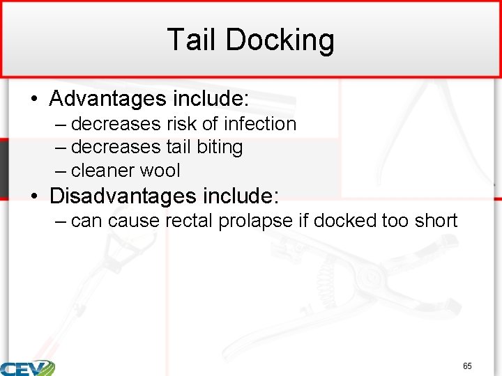 Tail Docking • Advantages include: – decreases risk of infection – decreases tail biting