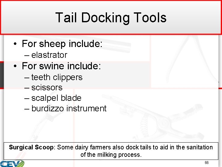 Tail Docking Tools • For sheep include: – elastrator • For swine include: –