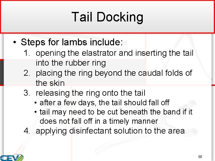Tail Docking • Steps for lambs include: 1. opening the elastrator and inserting the