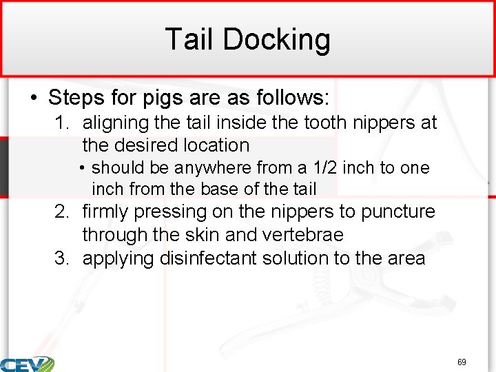 Tail Docking • Steps for pigs are as follows: 1. aligning the tail inside