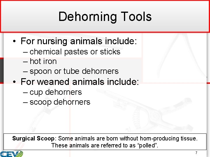 Dehorning Tools • For nursing animals include: – chemical pastes or sticks – hot