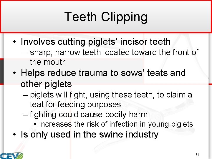 Teeth Clipping • Involves cutting piglets’ incisor teeth – sharp, narrow teeth located toward