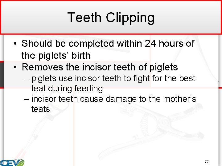 Teeth Clipping • Should be completed within 24 hours of the piglets’ birth •