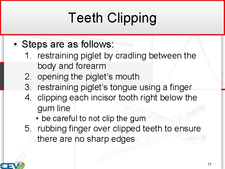 Teeth Clipping • Steps are as follows: 1. restraining piglet by cradling between the