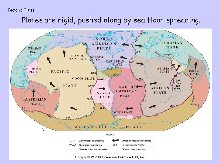Tectonic Plates are rigid, pushed along by sea floor spreading. 
