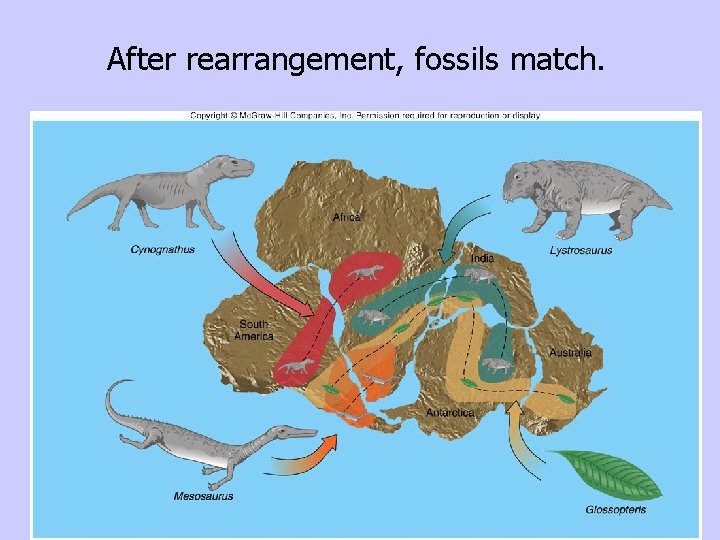 After rearrangement, fossils match. 