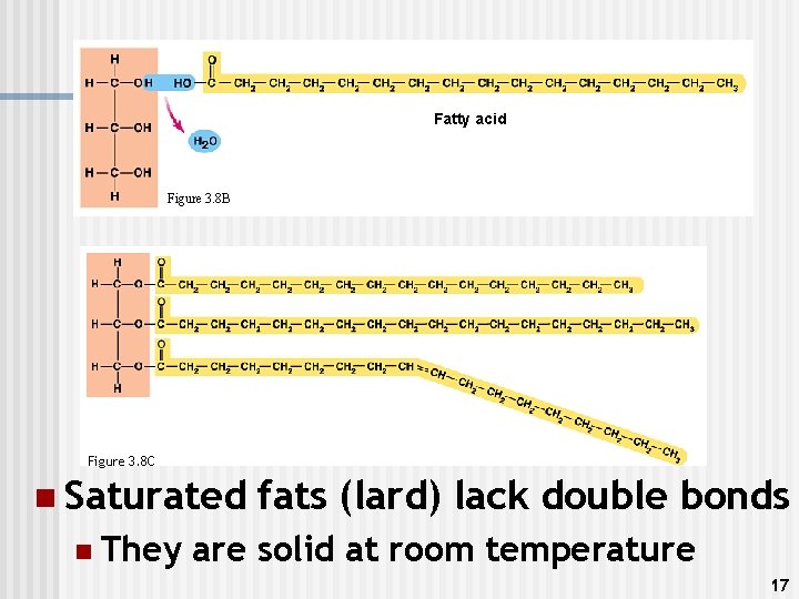 Fatty acid Figure 3. 8 B Figure 3. 8 C n Saturated n They