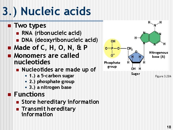 3. ) Nucleic acids n Two types n n RNA (ribonucleic acid) DNA (deoxyribonucleic
