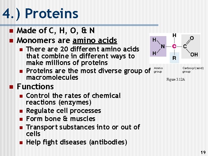 4. ) Proteins n n Made of C, H, O, & N Monomers are
