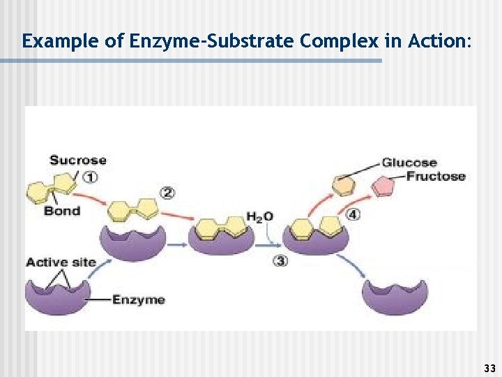 Example of Enzyme-Substrate Complex in Action: 33 