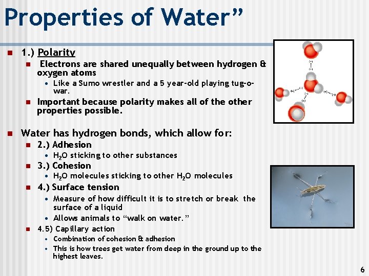 Properties of Water” n 1. ) Polarity n Electrons are shared unequally between hydrogen