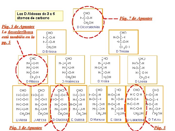 Pág. 7 de Apuntes Pág. 5 de Apuntes La desoxirribosa está también en la
