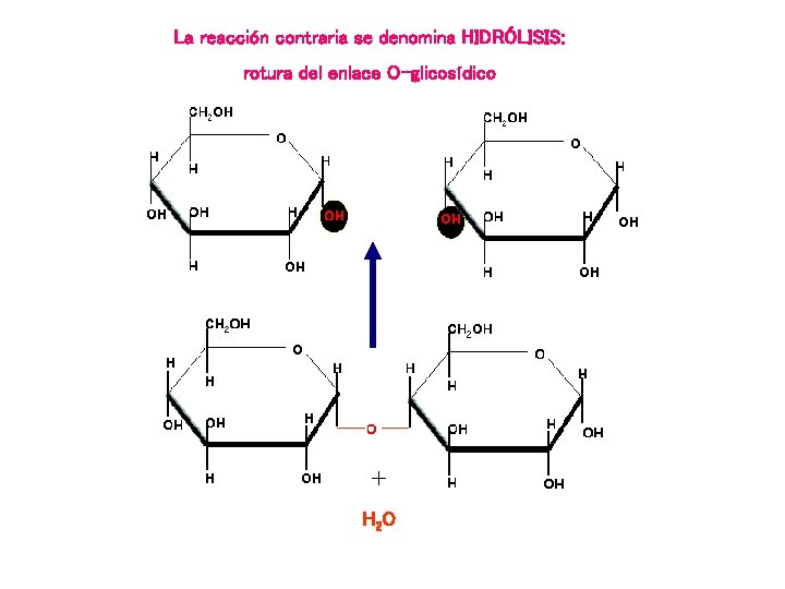 La reacción contraria se denomina HIDRÓLISIS: rotura del enlace O-glicosídico + H 2 O