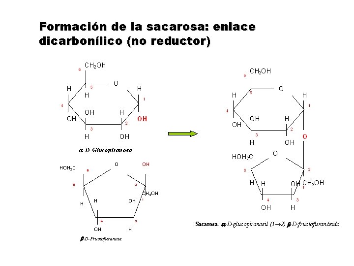 Formación de la sacarosa: enlace dicarbonílico (no reductor) O HOH 2 C OH 6