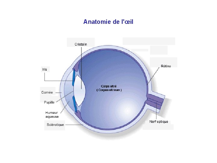 Anatomie de l'œil 