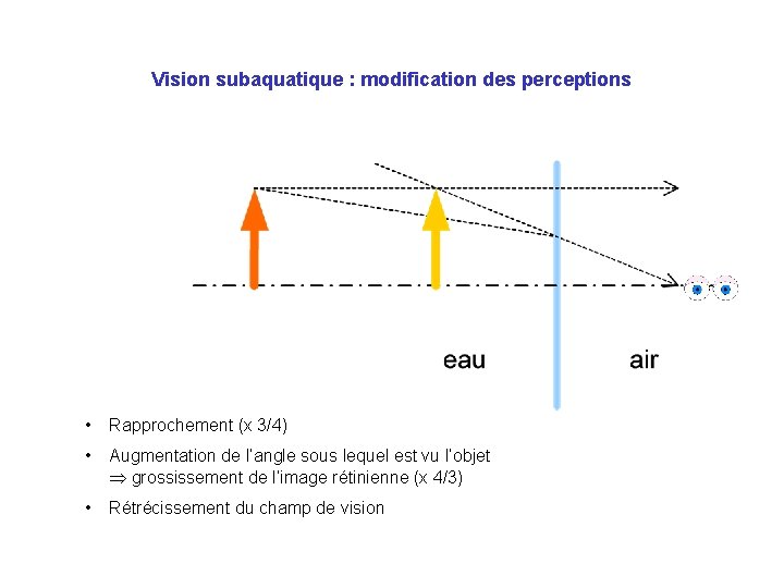 Vision subaquatique : modification des perceptions • Rapprochement (x 3/4) • Augmentation de l’angle