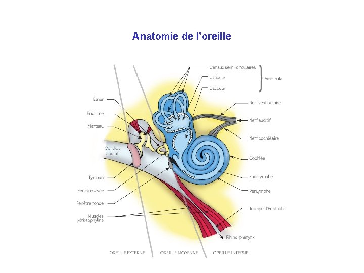 Anatomie de l’oreille 