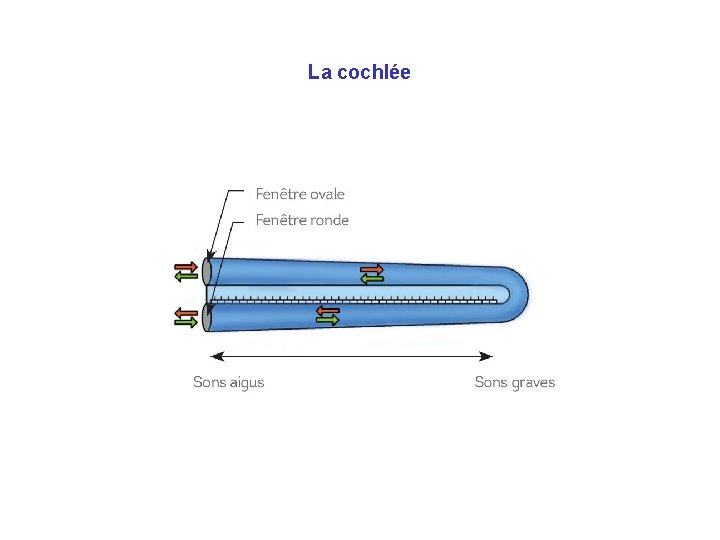 La cochlée 