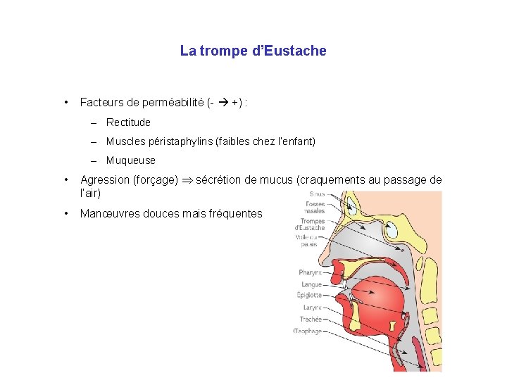 La trompe d’Eustache • Facteurs de perméabilité (- +) : – Rectitude – Muscles