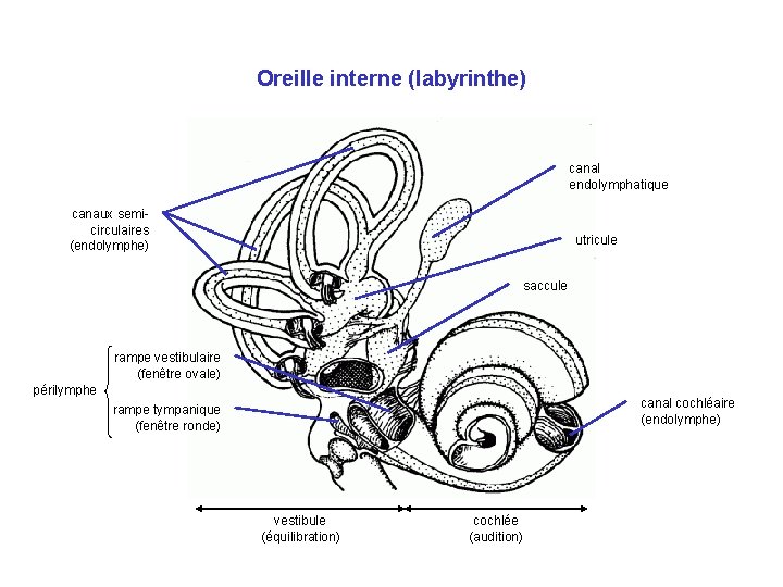 Oreille interne (labyrinthe) canal endolymphatique canaux semicirculaires (endolymphe) utricule saccule rampe vestibulaire (fenêtre ovale)