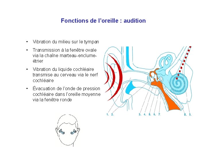 Fonctions de l’oreille : audition • Vibration du milieu sur le tympan • Transmission