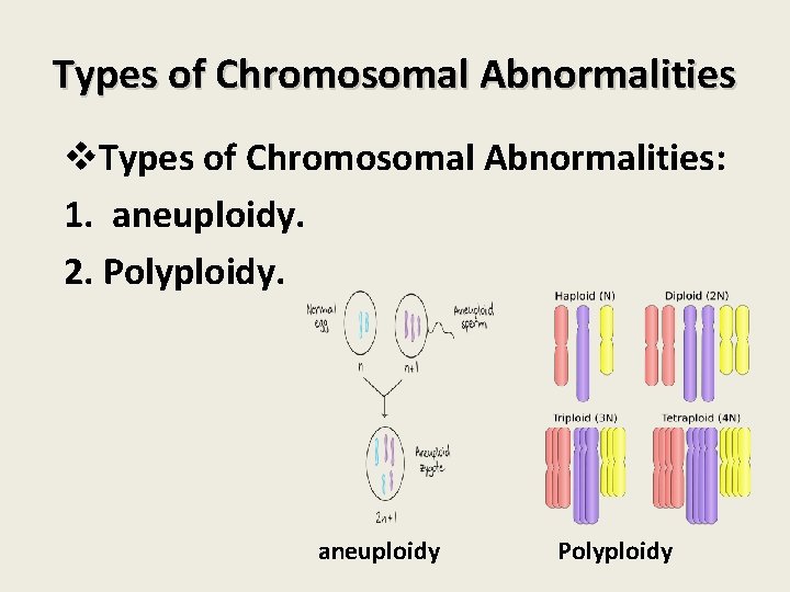 Types of Chromosomal Abnormalities v. Types of Chromosomal Abnormalities: 1. aneuploidy. 2. Polyploidy. aneuploidy Types of Chromosomal Abnormalities v. Types of Chromosomal Abnormalities: 1. aneuploidy. 2. Polyploidy. aneuploidy
