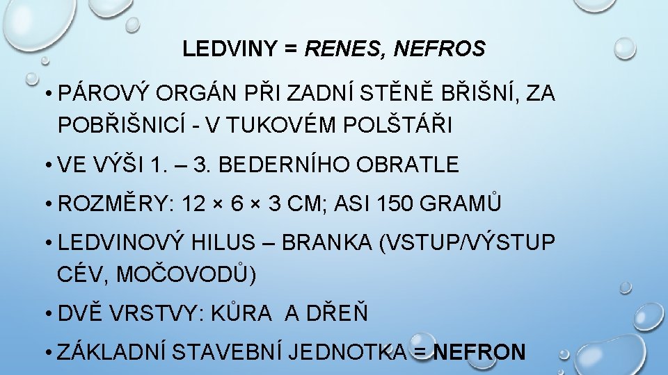 LEDVINY = RENES, NEFROS • PÁROVÝ ORGÁN PŘI ZADNÍ STĚNĚ BŘIŠNÍ, ZA POBŘIŠNICÍ -